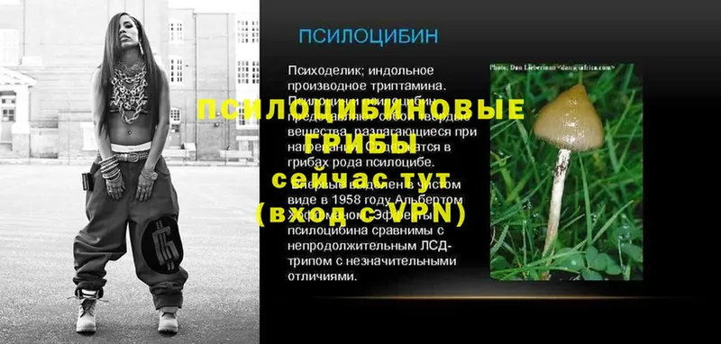 Псилоцибиновые грибы Psilocybe  Белоярский 